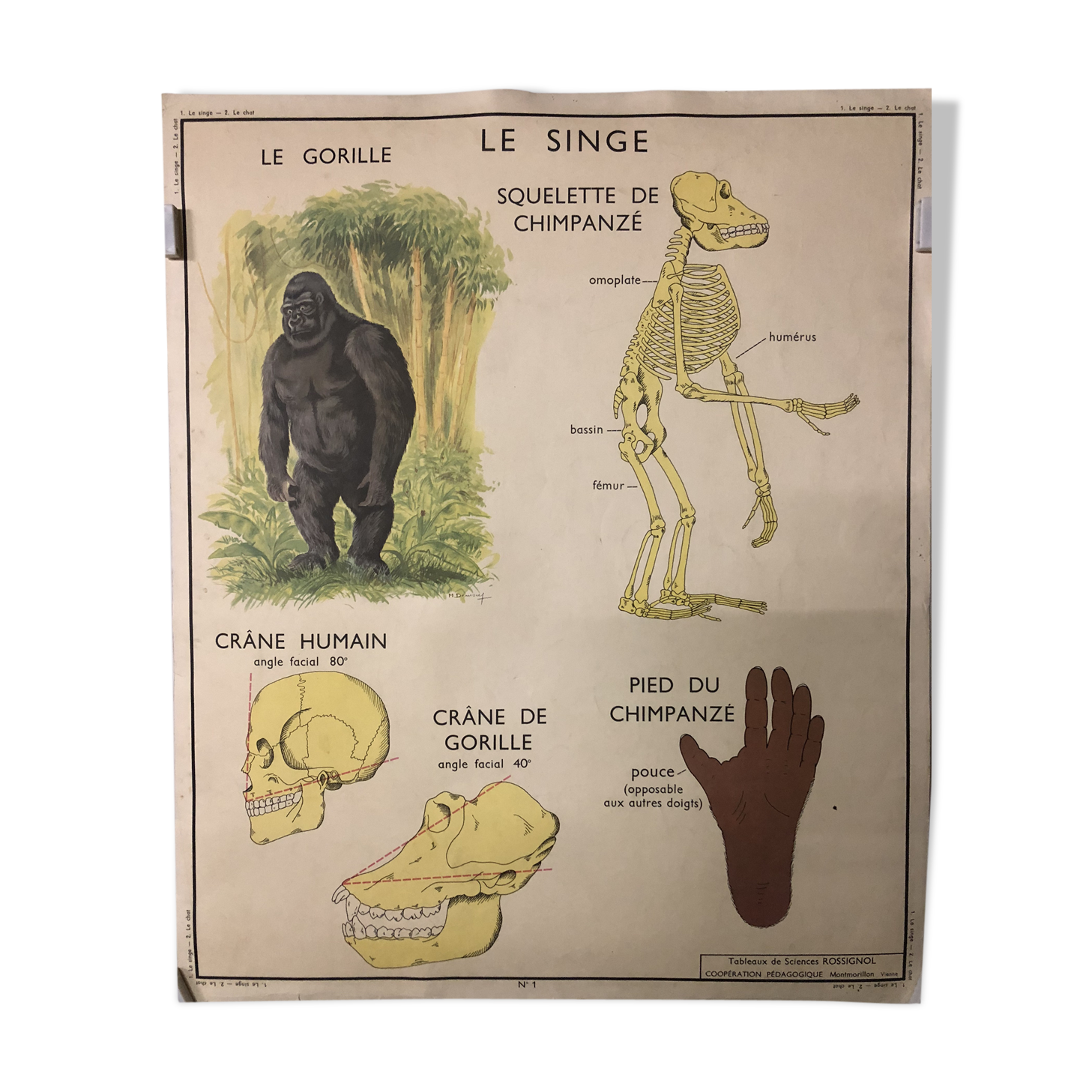 Carte Zoologique Vintage Originale – Illustration Scolaire Du Gorille, En Papier