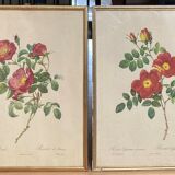 Lot de deux lithographies Rose Redouté