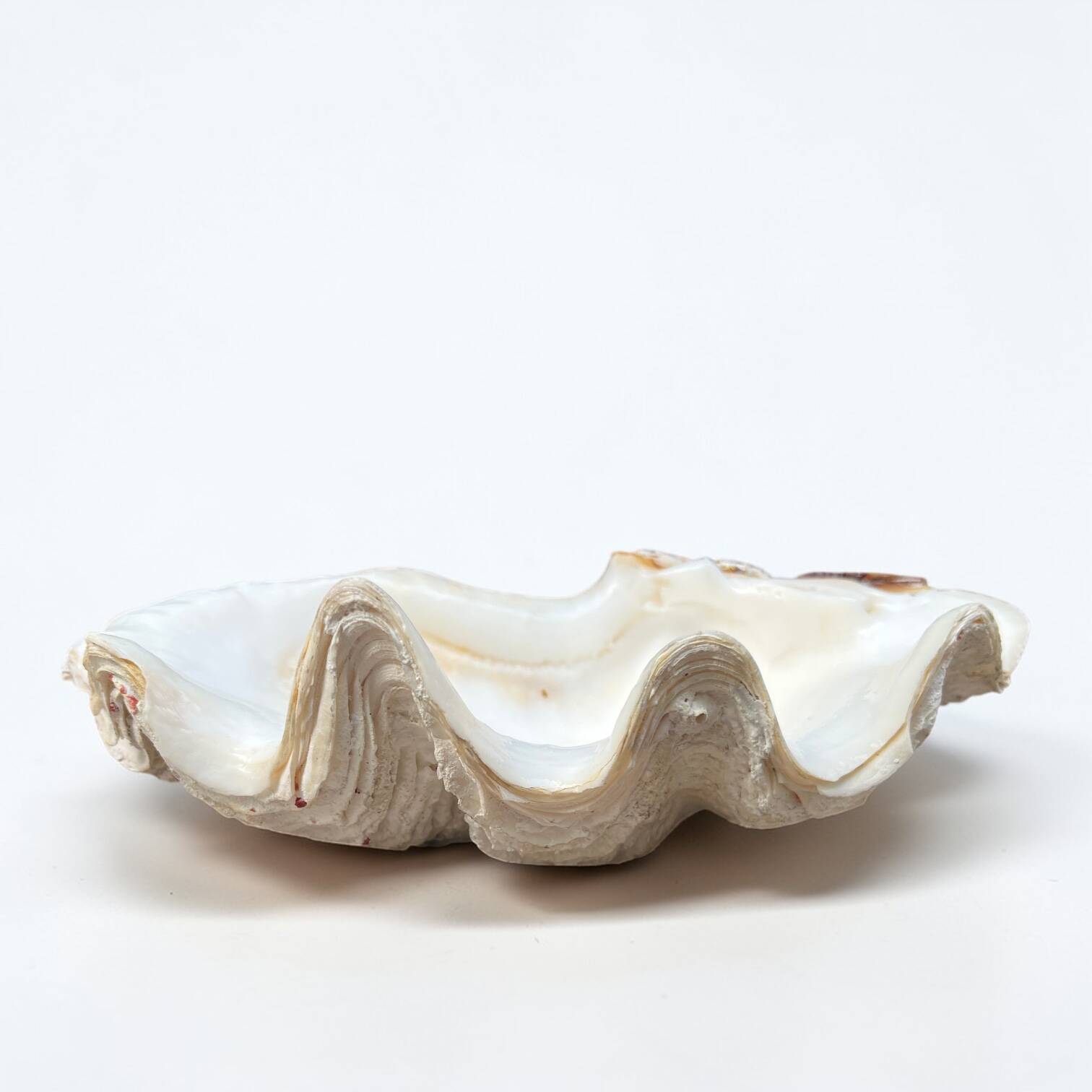 Vide-poche coquillage bénitier, années 70
