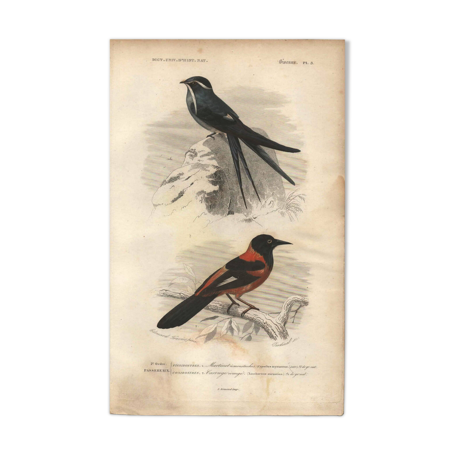 Plate from 1849 - Martin and Carouge - engraving by E. Travies - birds
