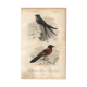 Plate from 1849 - Martin and Carouge - engraving by E. Travies - birds