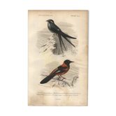 Planche de 1849 - Martin et Carouge - gravure par E. Travies - oiseaux