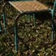 Wrought iron and rattan garden chairs
