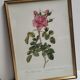 Frame lithograph rosier four seasons with variegated leaves