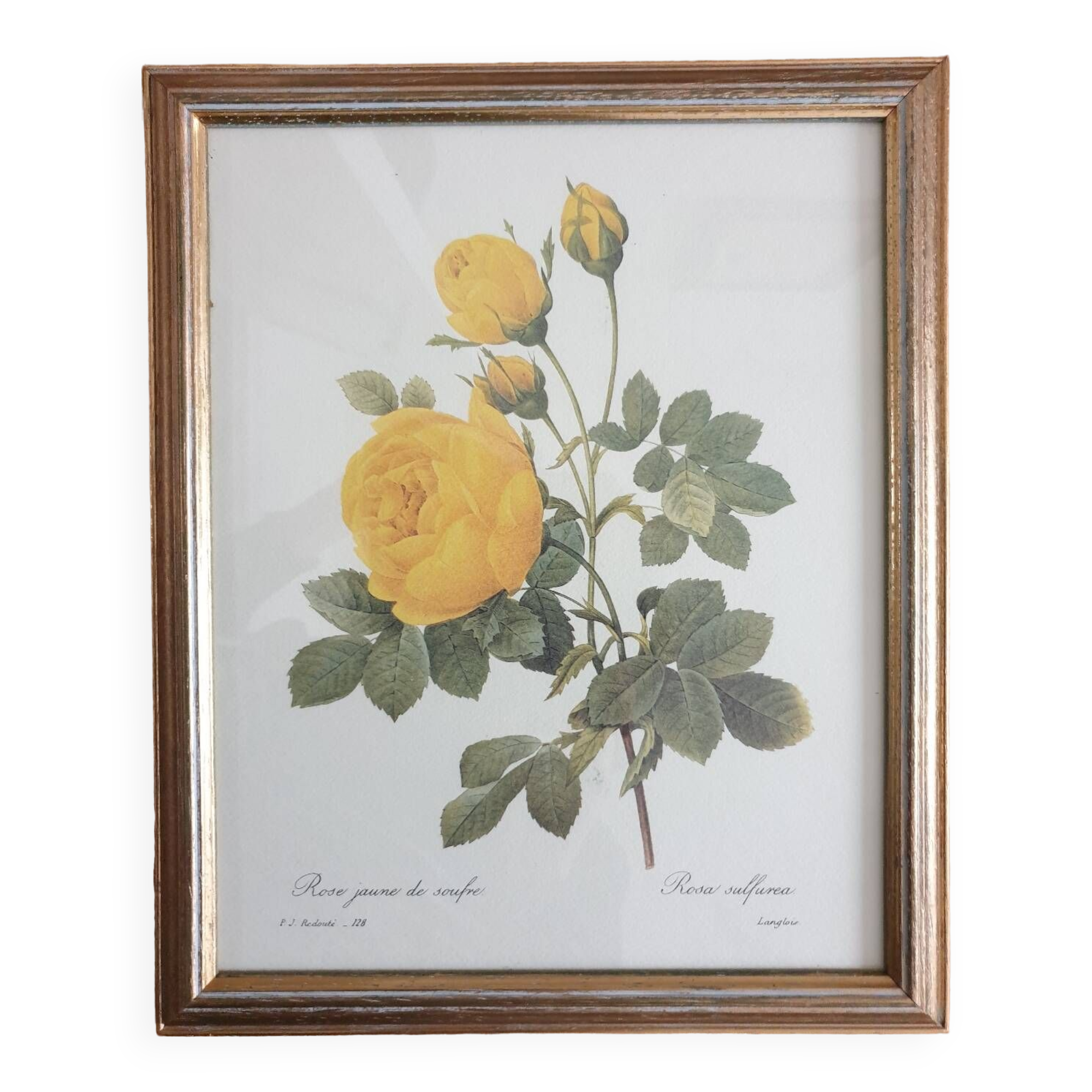 Botanical plate of Redouté sulfur yellow roses framed