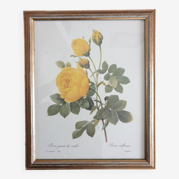 Botanical plate of Redouté sulfur yellow roses framed