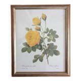 Planche botanique de Roses jaune de soufre de Redouté  encadrée