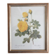 Botanical plate of Redouté sulfur yellow roses framed