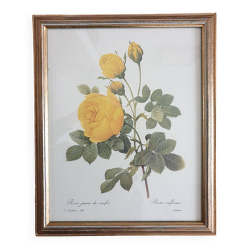 Planche botanique de Roses jaune de soufre de Redouté  encadrée