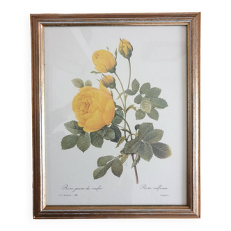 Botanical plate of Redouté sulfur yellow roses framed