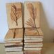 Roger ceramic tiles herbarium model