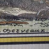 Golden framed bird cockatoo