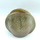 Fern vase in glazed stoneware by Chrislaine Bodin