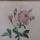 Lithographie PJ Redouté