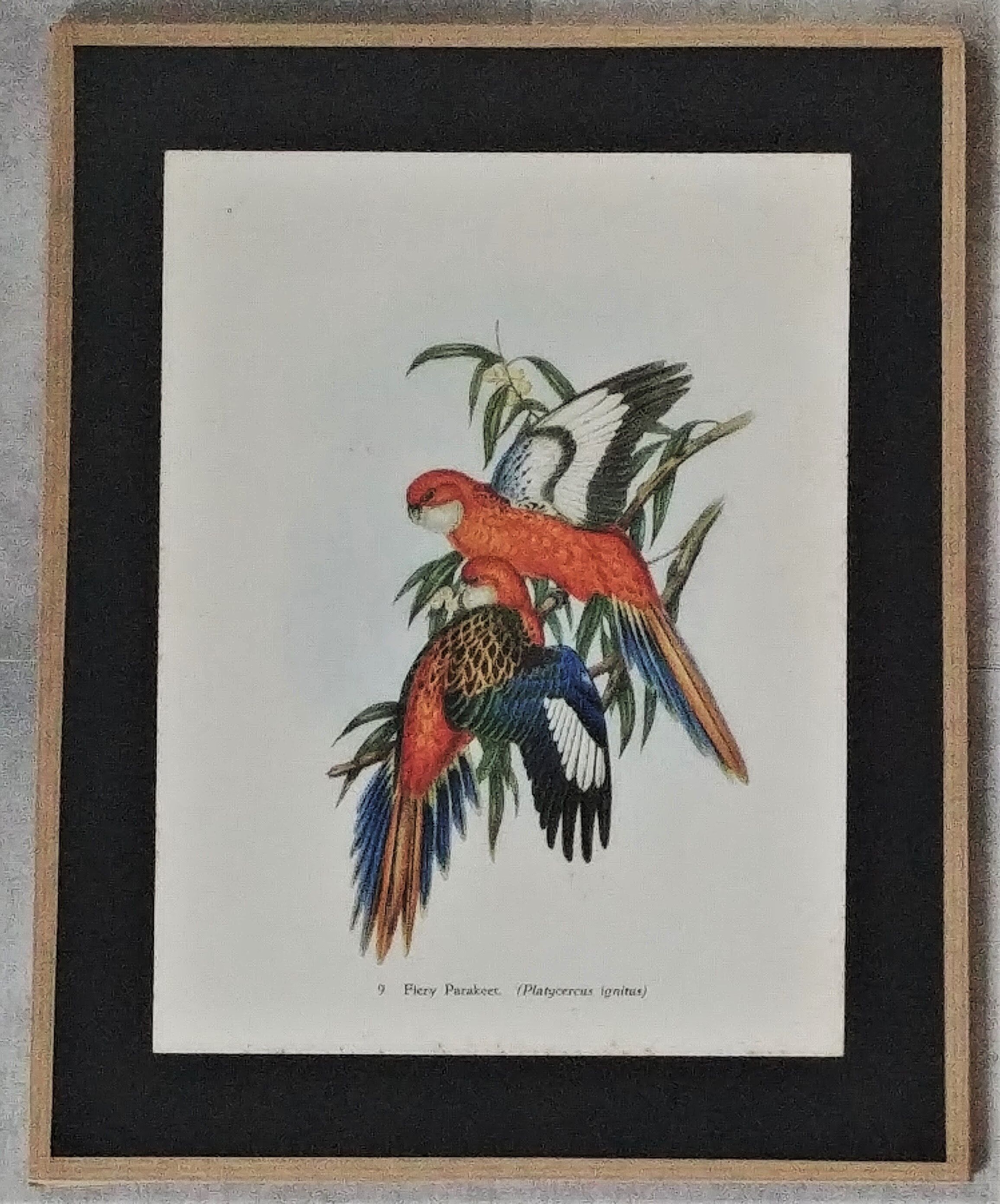 Three engravings of exotic birds