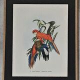 Three engravings of exotic birds