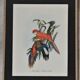 Three engravings of exotic birds
