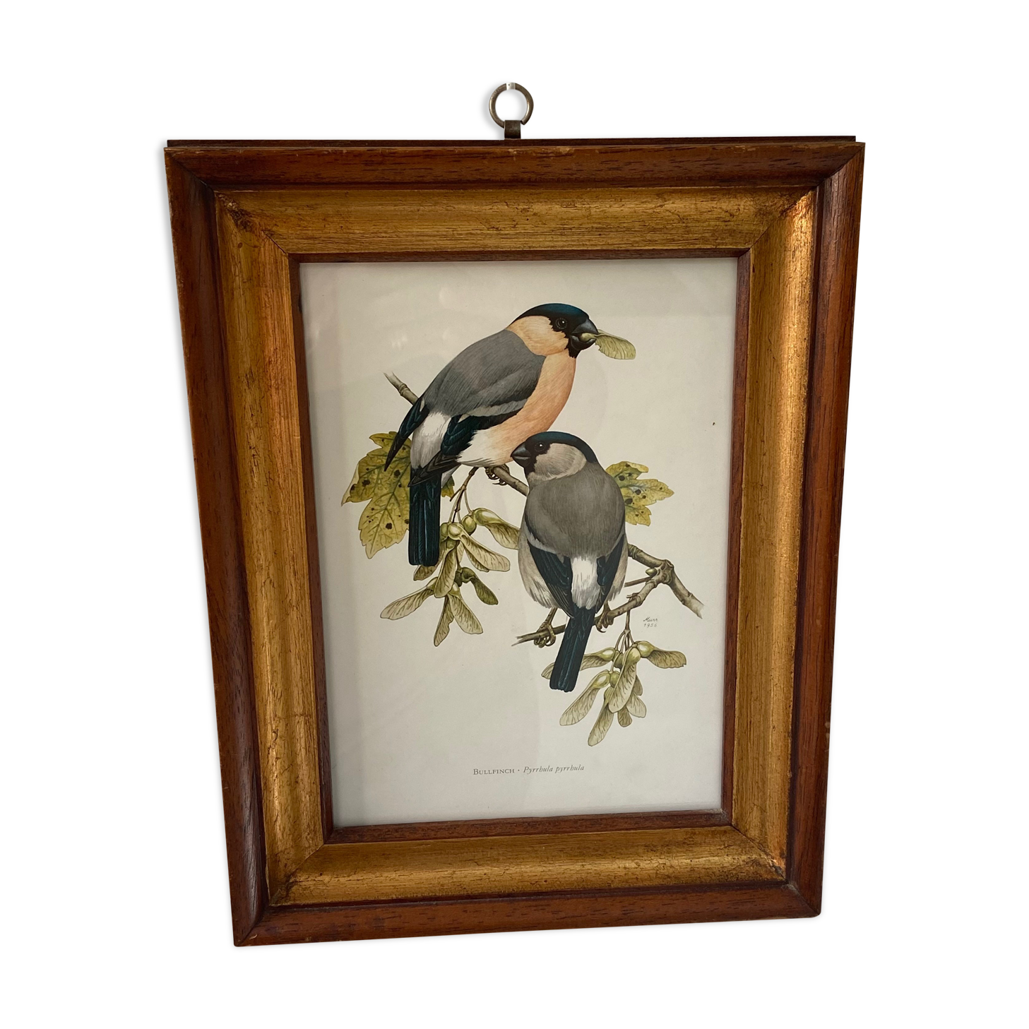 Frame engravings-Theme birds