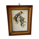 Frame engravings-Theme birds