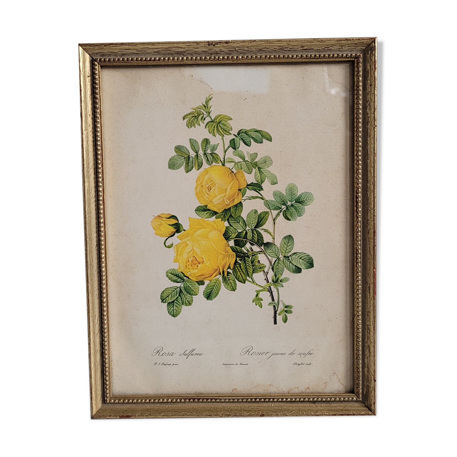 Litho yellow sulfur rose p