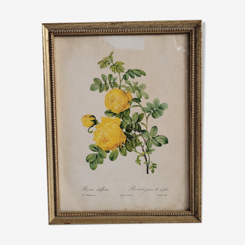 Litho yellow sulfur rose p