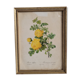 Litho yellow sulfur rose p