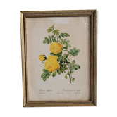 Litho yellow sulfur rose p