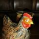 Terrine earthenware hen