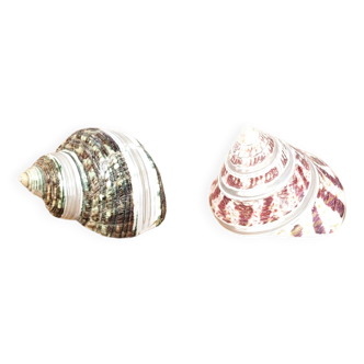 Set of Turbo & Trochus shells
