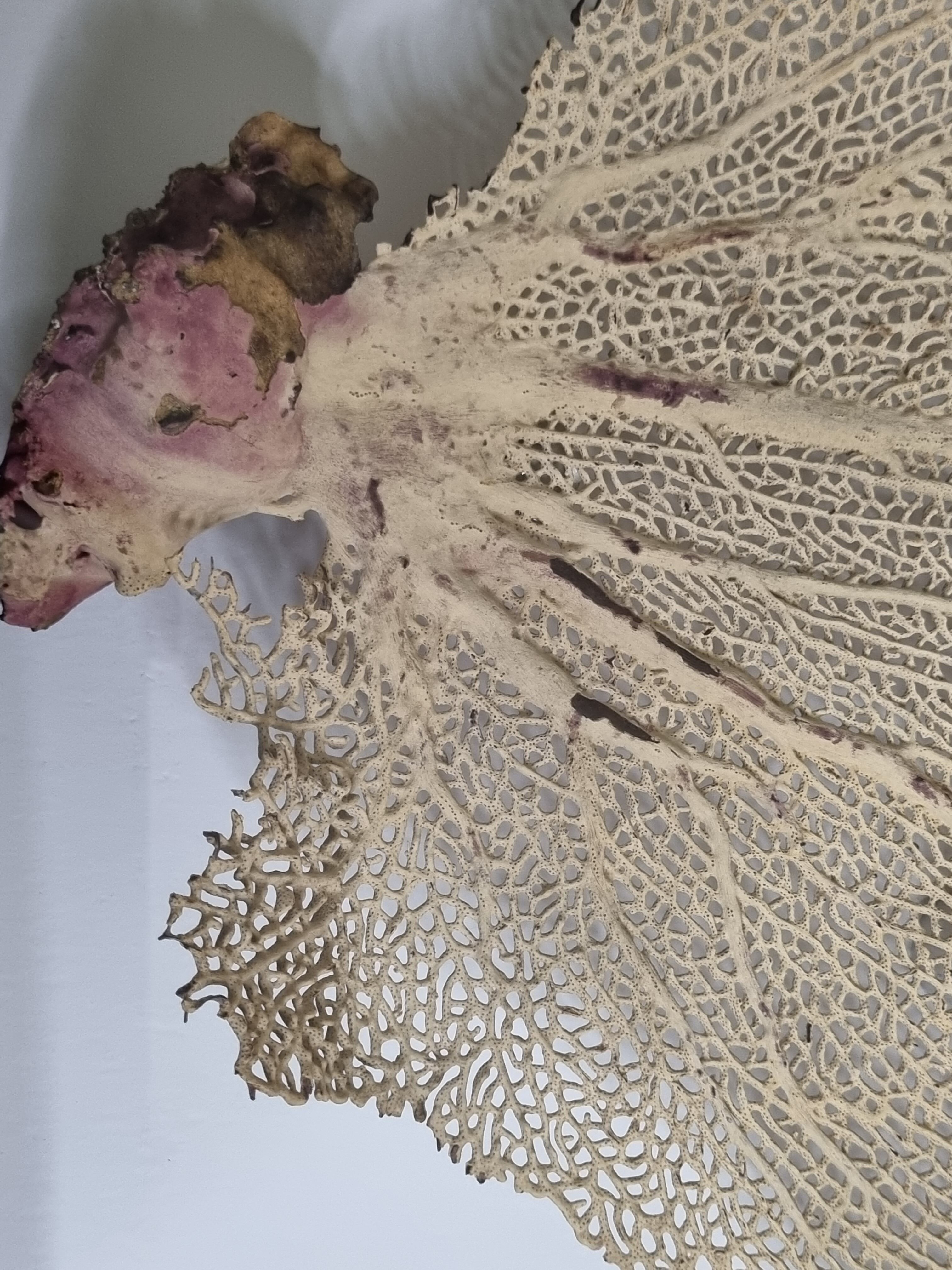 Coral branch old fan, under glass, 50 cm