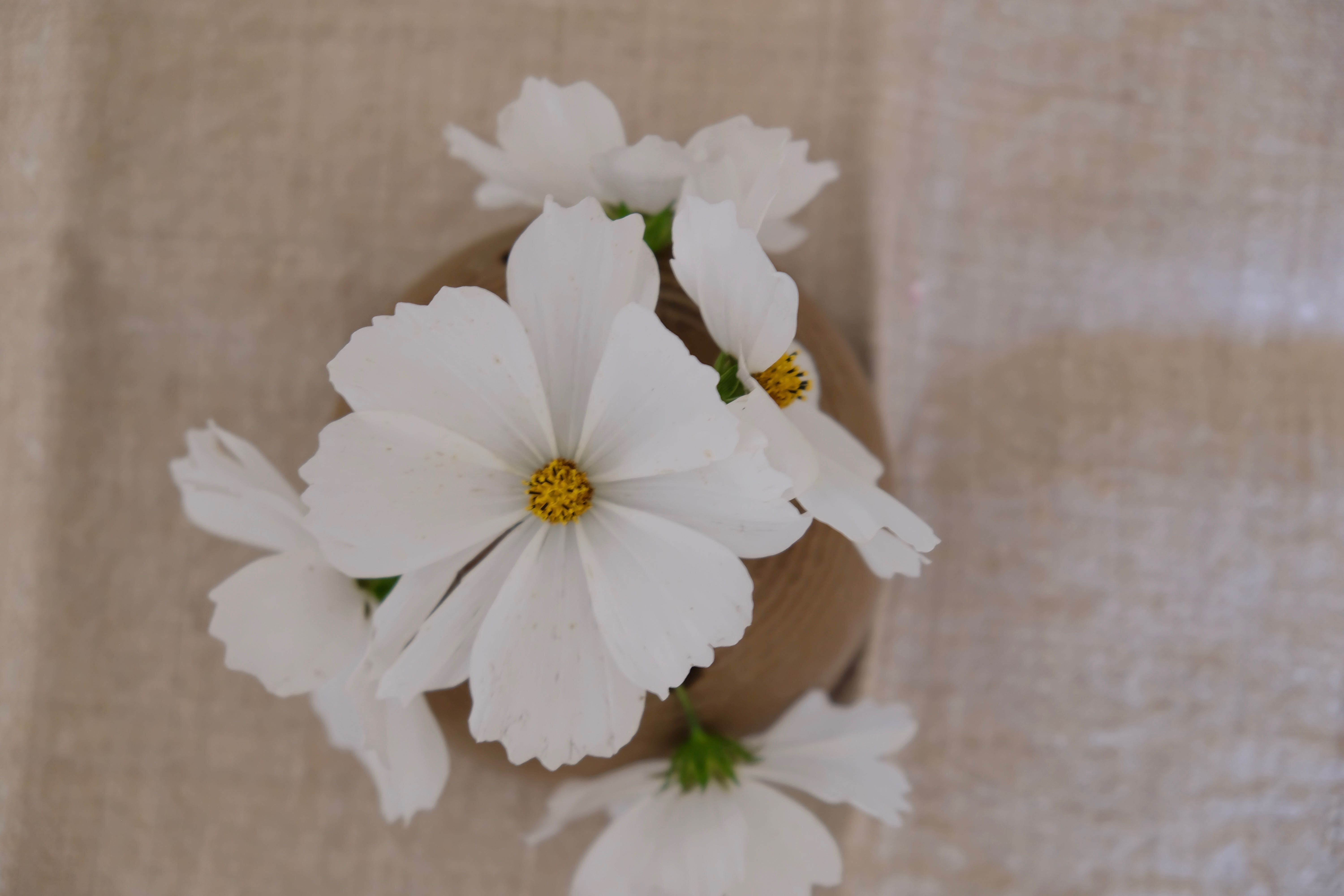 Pique vase Fleurs Vallauris in sandstone