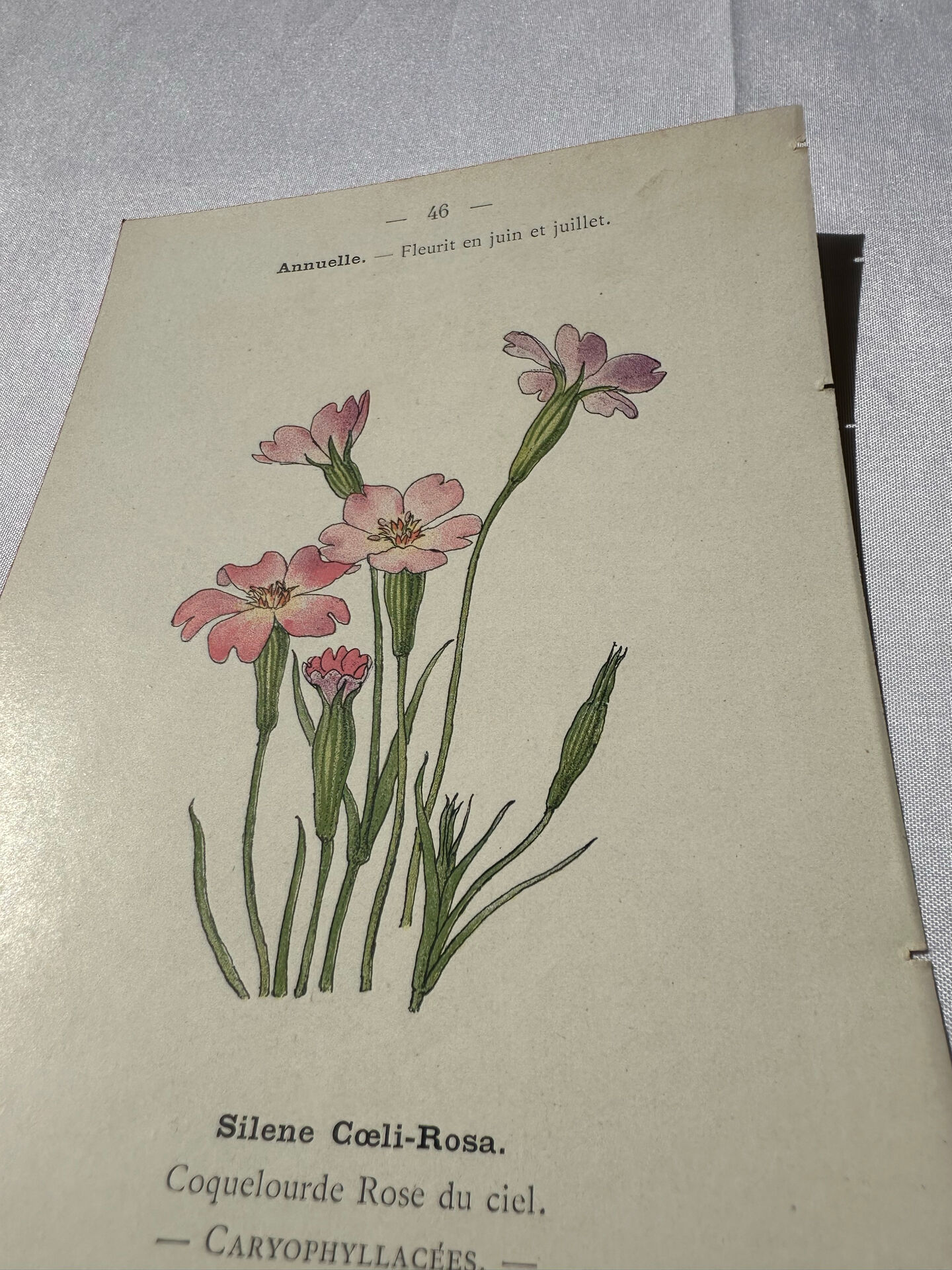 Botanical plate engraving flower France double-sided circa 1800 coloured