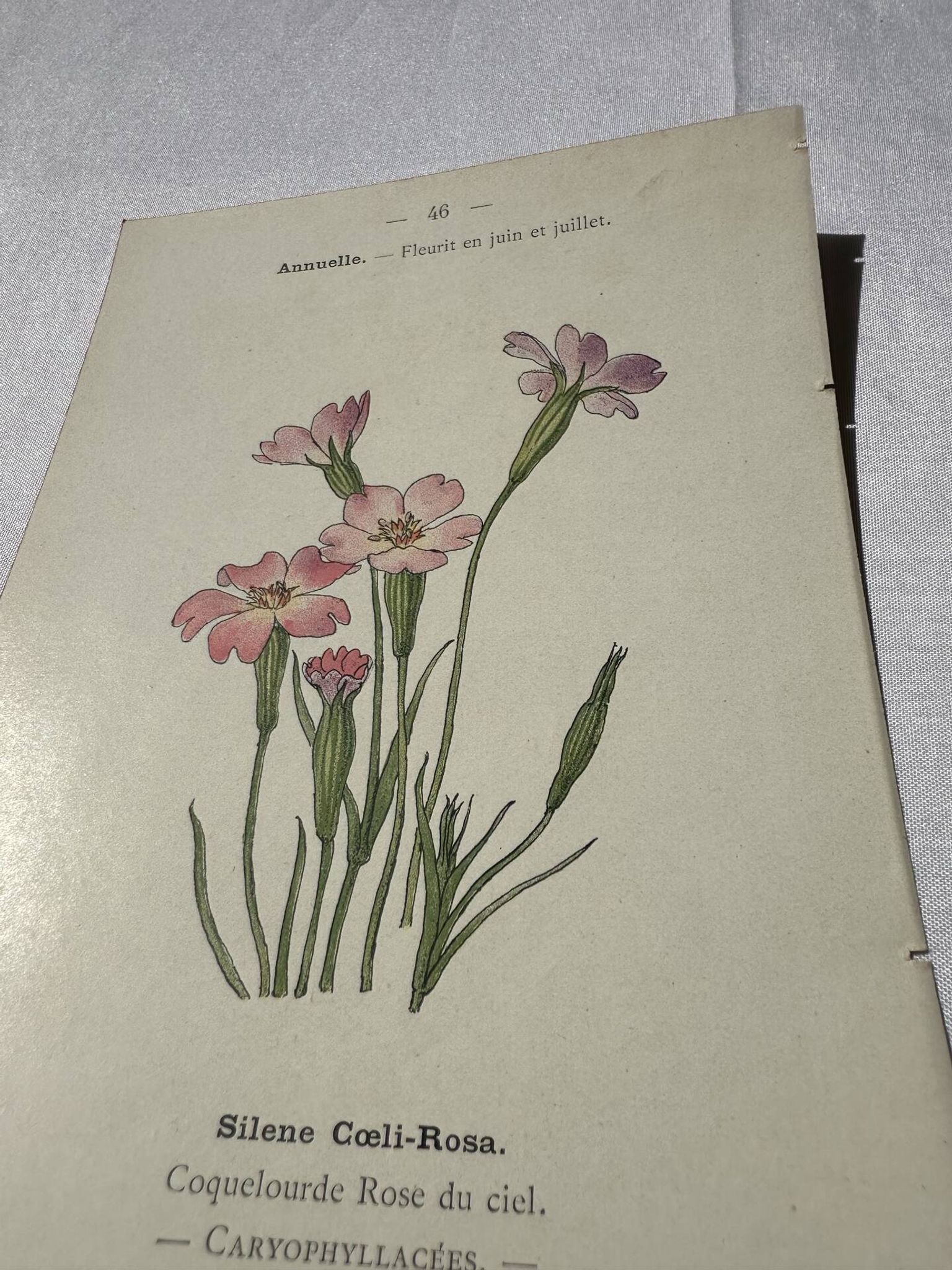 Planche botanique gravure fleur France double face circa1800 colorée