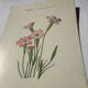 Botanical plate engraving flower France double-sided circa 1800 coloured
