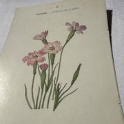 Planche botanique gravure fleur France double face circa1800 colorée