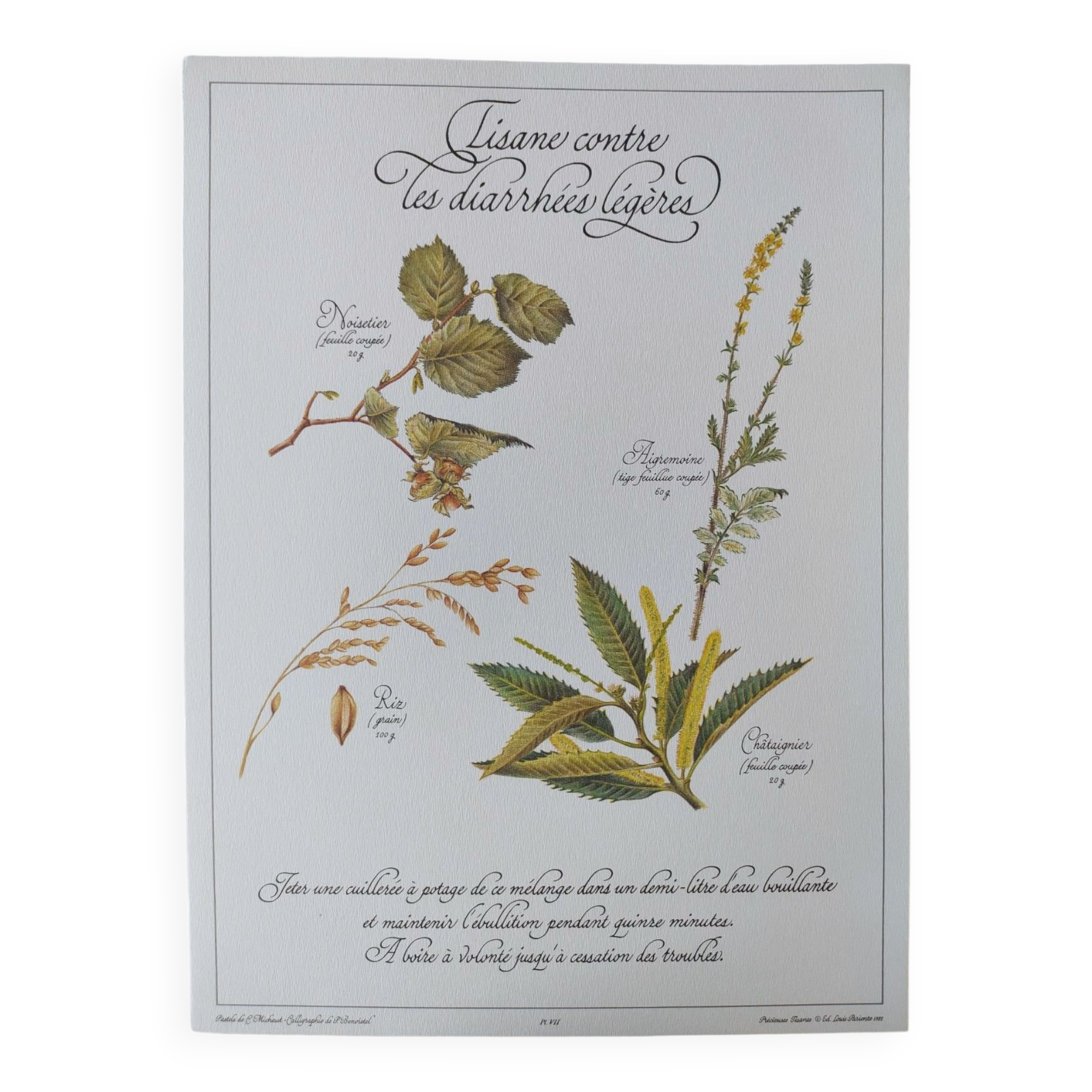 Botanical engraving -Herbal tea against diarrhea- Illustration of medicinal plants and herbs