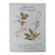 Botanical engraving -Herbal tea against diarrhea- Illustration of medicinal plants and herbs