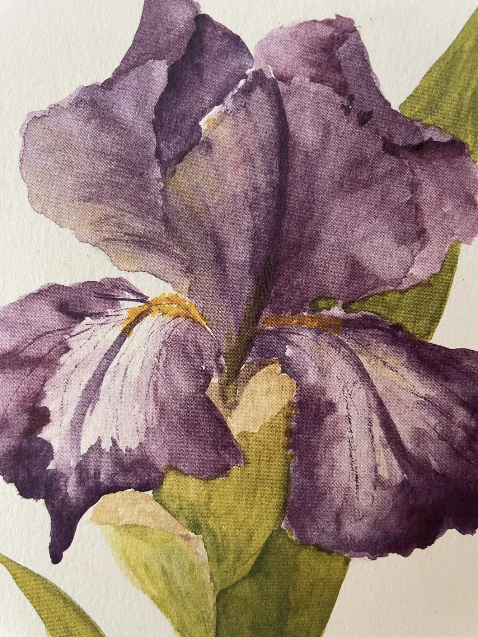 Duo d’aquarelles de Cecil Romey