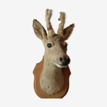 Ancien trophée de chasse tête de biche chevreuil taxidermie cabinet curiosité