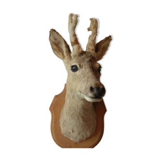 Old hunting trophy doe head deer taxidermy cabinet curiosity