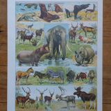 Original mammalian lithographs