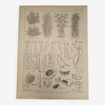 Original engraving from 1922 - Peas and Beans - Old board by JM Dessertenne