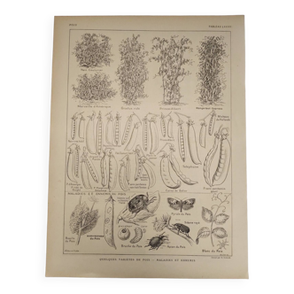 Original engraving from 1922 - Peas and Beans - Old board by JM Dessertenne