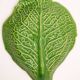 Trompe l'oeil cup bright green cabbage leaf in slip