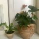 Rattan pot-pot