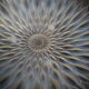 Dalhia opalescent glass cut