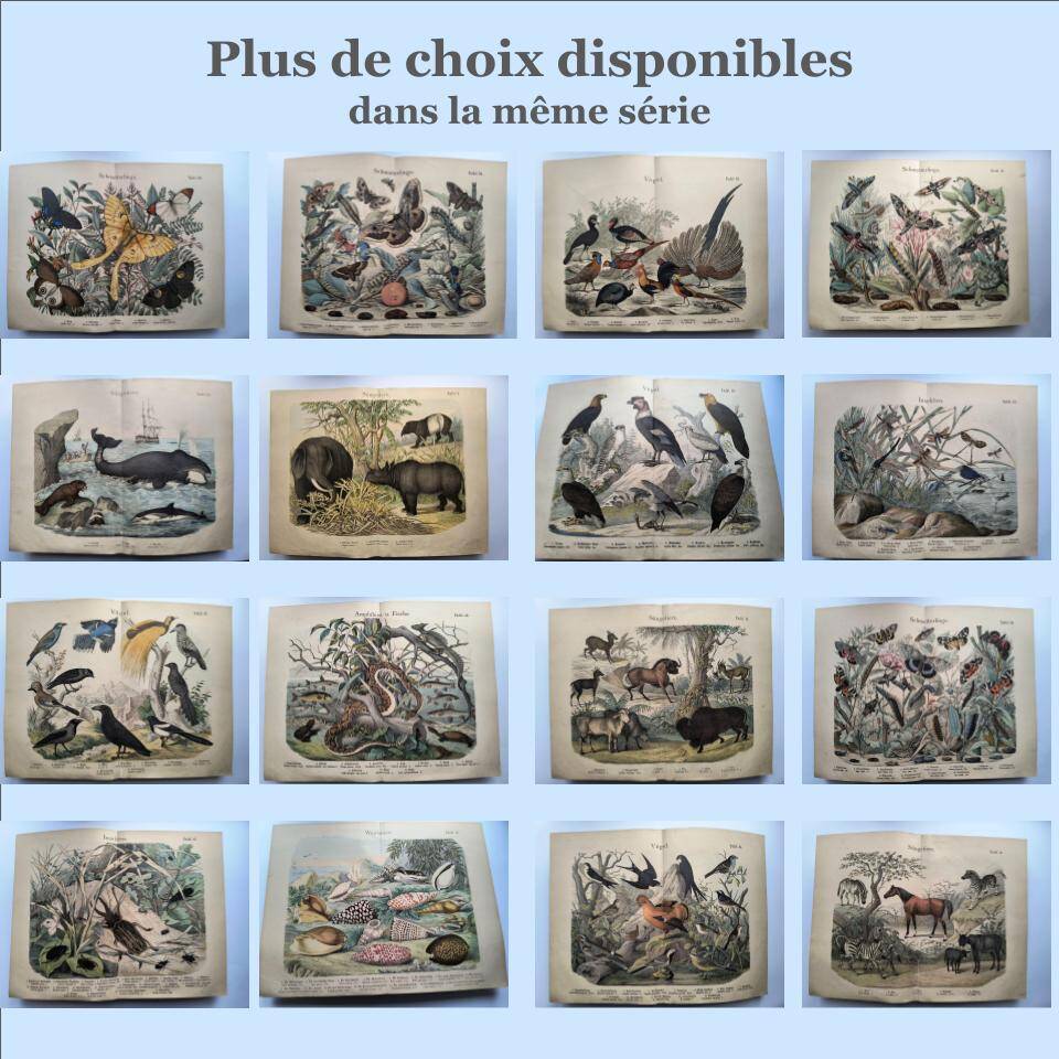 Antique engraving, 1886 - European Butterflies (3). 19th-century chromolithograph