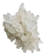 Quartz blanc