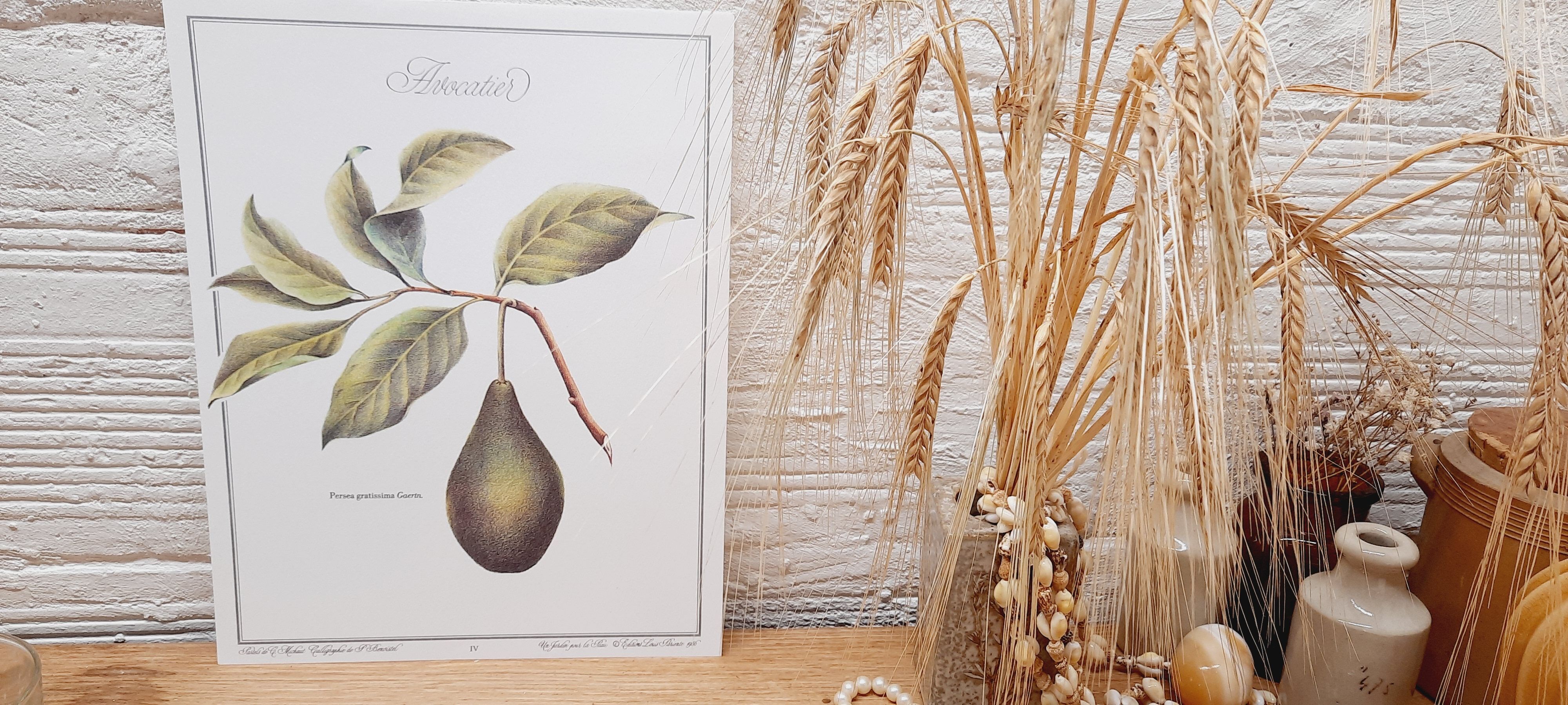 Botanical plate Avocado