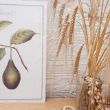 Botanical plate Avocado